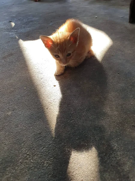 Mon chaton thaï jaune rayé 07 — Photo