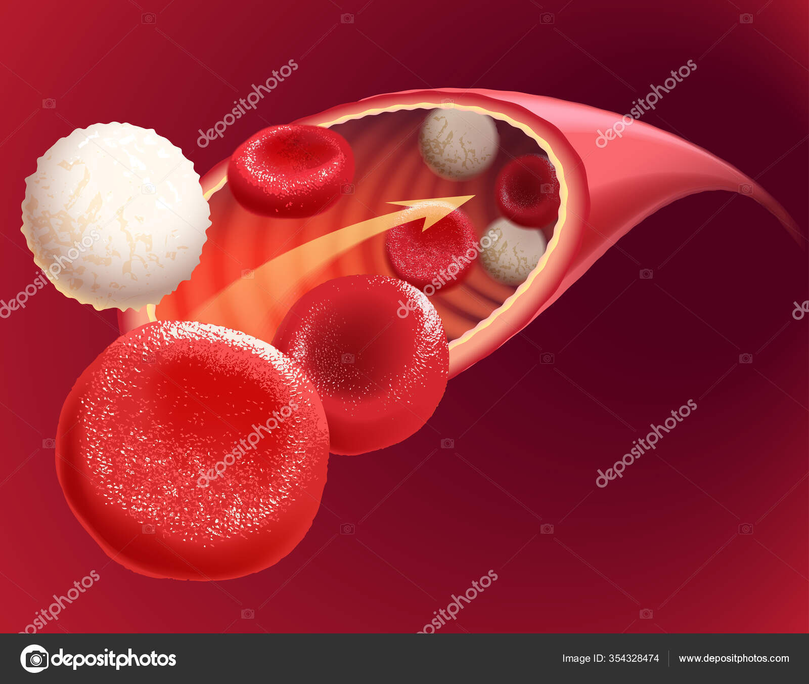 Illustrasjon Sirkulerende Blod Som Inneholder Både Røde Hvite Blodceller  stockvektor © peakanucha #354328474, image size:1600x1352