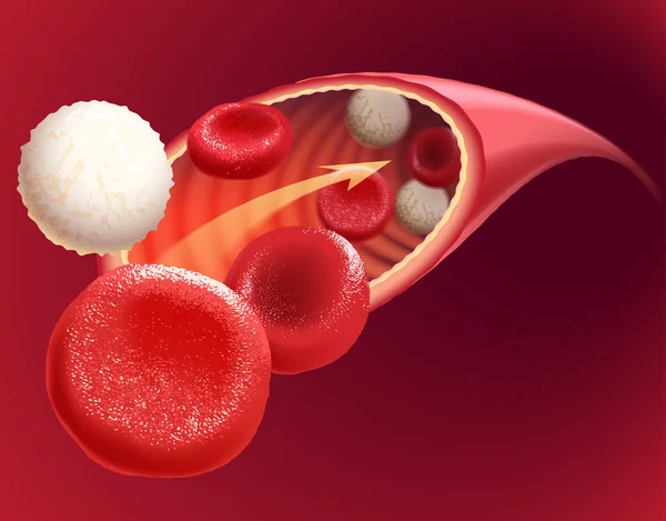 Ilustración Sangre Circulante Que Contiene Glóbulos Rojos Blancos — Archivo Imágenes Vectoriales