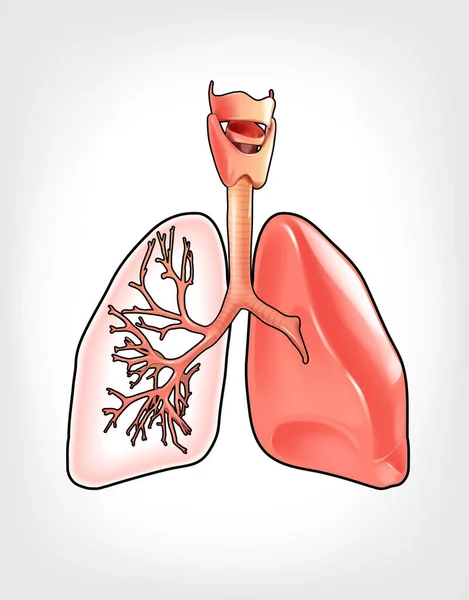 在三维图像中详细说明肺的情况 — 图库矢量图片