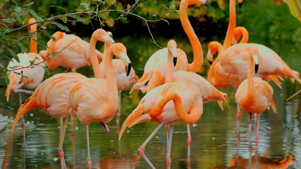 A group of bright pink flamingos walks on water in a zoo