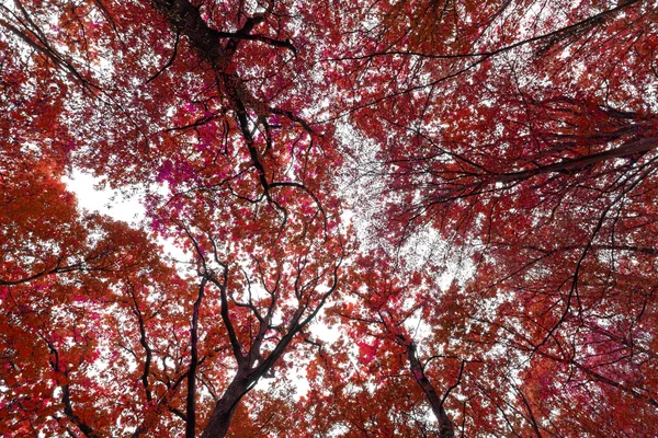 Wierzchołki drzew jesienią czerwone — Zdjęcie stockowe