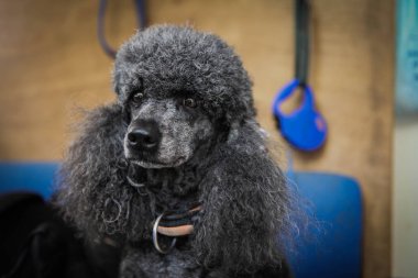 Köpek Bakım Servisi