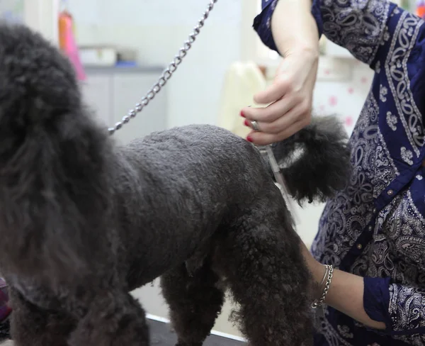 Köpek Bakım Servisi