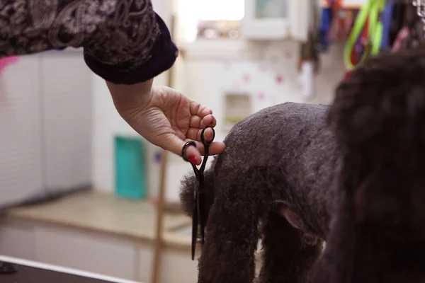 Köpek Bakım Servisi