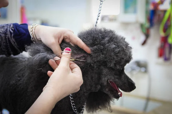 犬のグルーミング サービス — ストック写真