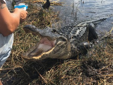 Everglades 'te timsahı kurabiyelerle beslemek