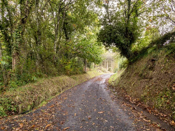 Campo estrada molhada no outono. Floresta em Espanha — Fotografia de Stock