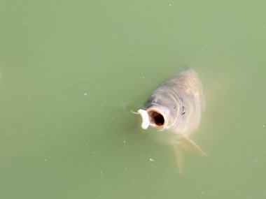 Siluriformes veya Nematognathi genellikle yeşil bir gölde atıştırmalık yiyen yayın balığı olarak adlandırılır.