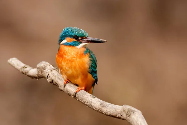 Самка рибалочки (Alcedo atthis ) — стокове фото