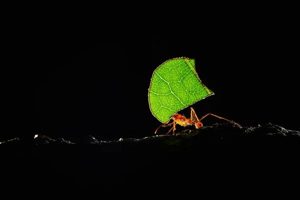 Formigas Atta, formigas cortadoras de folhas, Costa Rica, macro de uma folha vermelha — Fotografia de Stock