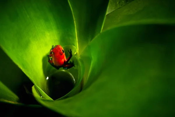 Red Strawberry poison dart frog, Dendrobates pumilio, in the bromelia. — Stock Photo, Image