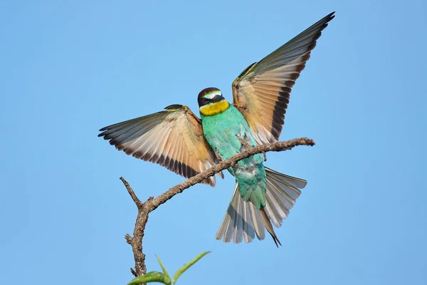 Güzel bir backgr üzerinde uzanmış kanatlı Avrupa arı kuşugiller — Stok fotoğraf