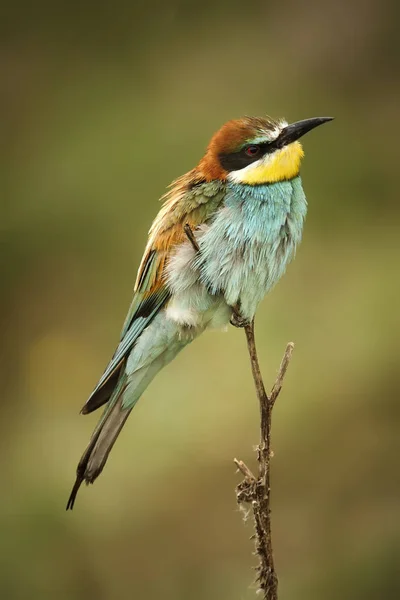 Avrupa bee-eaters dal üzerinde oturan — Stok fotoğraf