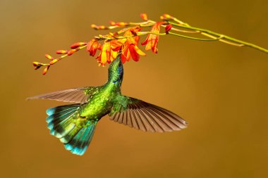 Sinek kuşu yeşil Menekşe-kulak, Colibri thalassinus, içecek nektar
