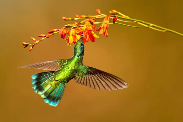 Hummingbird grön violett-öra, Colibri thalassinus, dricker nektar — Stockfoto