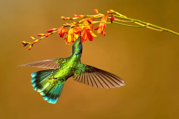 Hummingbird Orecchio viola verde, Colibri thalassinus, beve nettare — Foto Stock