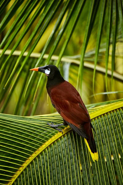 Montezuma Oropendola, Psarocolius montezuma, exotic bird from Co — Stock Photo, Image