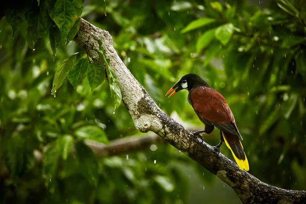 Montezuma kartalı, Psarocolius montezuma, Co gelen egzotik kuş — Stok fotoğraf