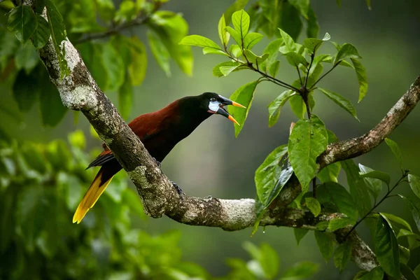 Montezuma Oropendola, Psarocolius montezuma, экзотическая птица из Co — стоковое фото