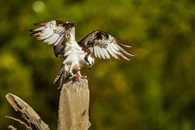 Vahşi sorguç, Pandion haliaetus. Uzanmış w ile bir yırtıcı kuş