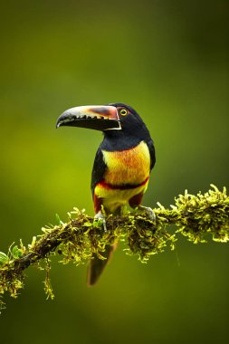 Aracari, Pteroglossus torquatus, kuş büyük fatura ile yakalı. Hedef