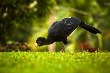 Curassow, çıplak yüzlü Crax fasciolata, sarı ile büyük siyah kuş