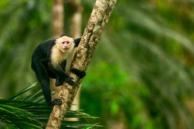 AK başlı Capuchin, ağaç dalı TH oturan siyah maymun