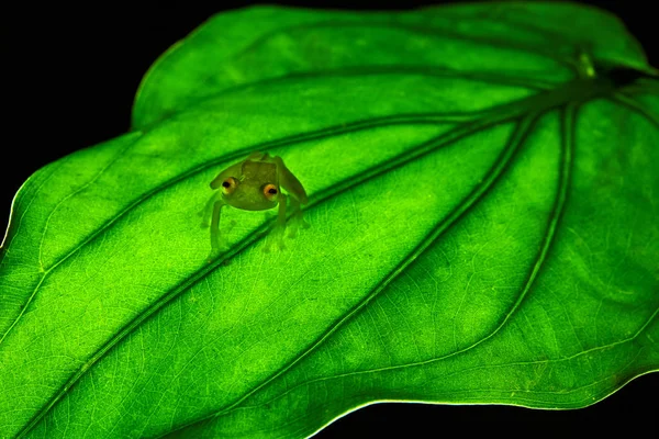 Fleischmanns glaskikker, Hyalinobatrachium fleischmanni aanbrengen — Stockfoto