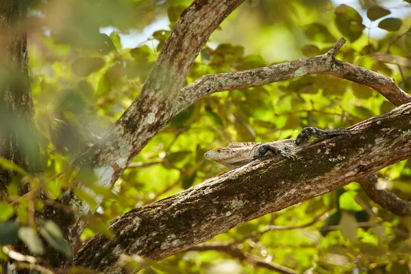 Ještěrka černá leguán, Ctenosaura similis, ležící na stromě. Příro — Stock fotografie