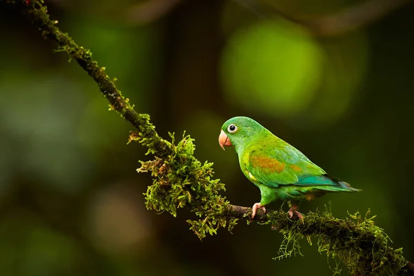 Orange-chinned Parakeet, Brotogeris jugularis, parrot from Costa — Stock Photo, Image