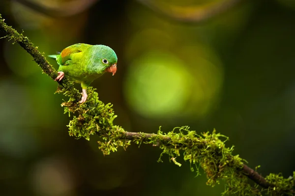 Czarnobrody Orange Parakeet, Brotogeris jugularis, papuga od Costa — Zdjęcie stockowe