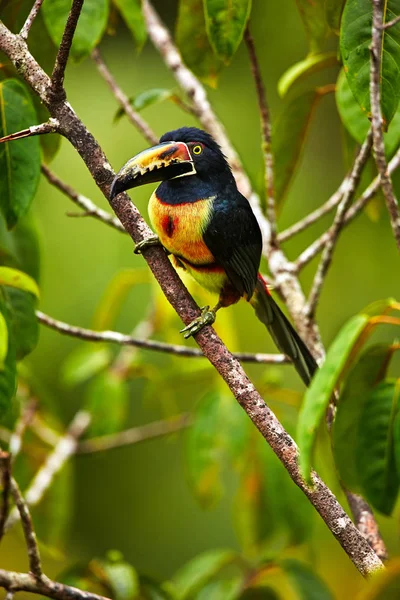 Collared Aracari, Pteroglossus torquatus, bird with big bill. To — Stock Photo, Image