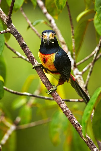 Collared Aracari, Pteroglossus torquatus, bird with big bill. To — Stock Photo, Image