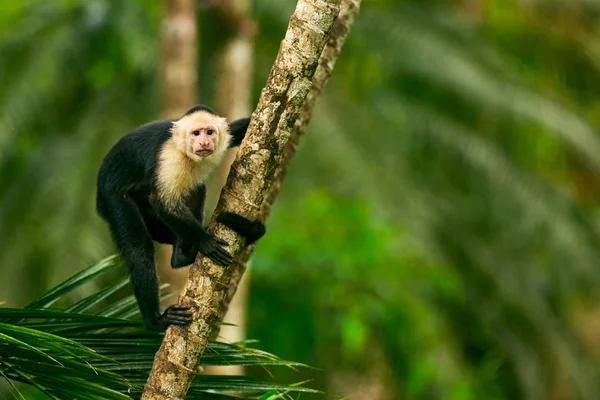 AK başlı Capuchin, ağaç dalı TH oturan siyah maymun
