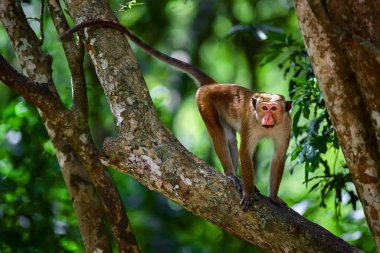 Toque macaque (Macaca sinica) maymunu Wilpattu 'da ağaçta.