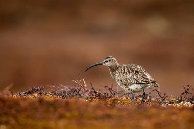 Norveç 'teki Varanger Yarımadası' nda kuş gözlemi.