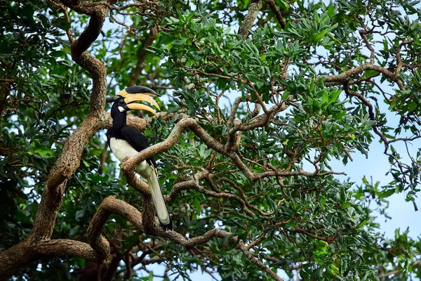 Malabar pied hornbill (Anthracoceros coronatus). Grote prachtige vogel zittend op een boom in Udawalawe National Park — Stockfoto