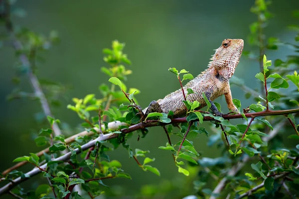 Oriental garden lizard (Calotes versicolor) sitting on a bush and warming up.