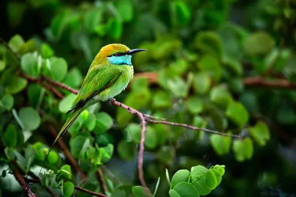 Зеленый пчелоед (Merops orientalis), также известный как маленький зеленый пчелоед. — стоковое фото