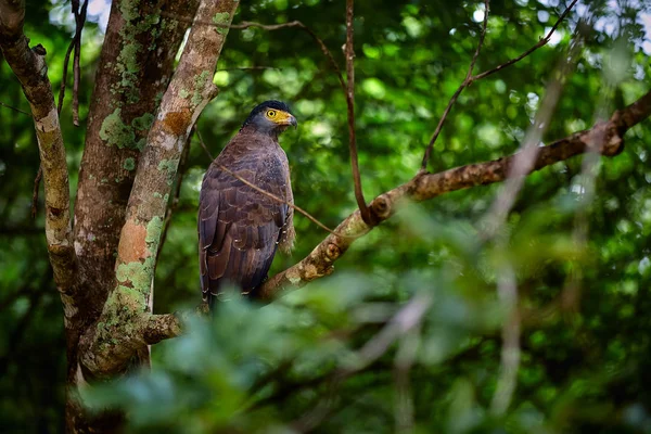 Aquila di serpente riposata (Spilornis cheela). Aquila dello Sri Lanka — Foto Stock