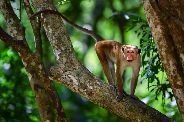 Toque macaque (Macaca sinica) maymunu Wilpattu 'da ağaçta.