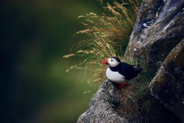 Puffin Atlântico (Fratercula arctica) na ilha de Runde — Fotografia de Stock