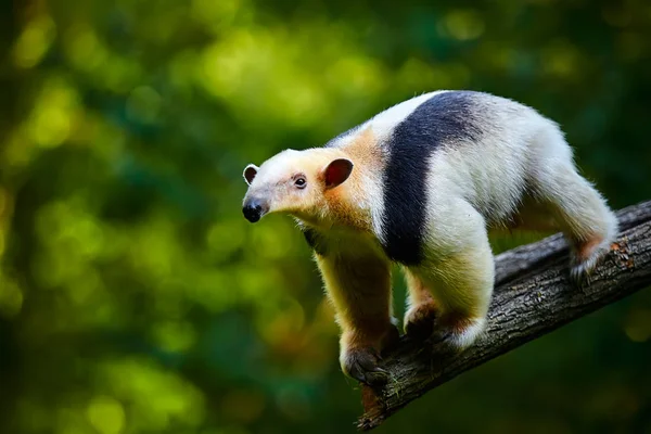 Tamandua Selatan Tamandua tetradactyla di hutan hujan Brazil. — Stok Foto