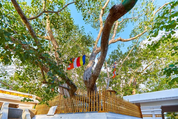 Jaya Sri Maha Bodhi es un árbol sagrado de higos en los jardines Mahamewna, Anuradhapura. Imagen de archivo