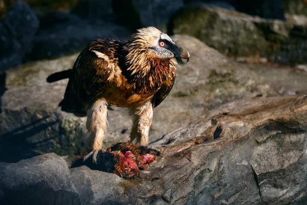 Avvoltoio, Gypaetus barbatus, seduto sulla pietra e mangiare — Foto Stock