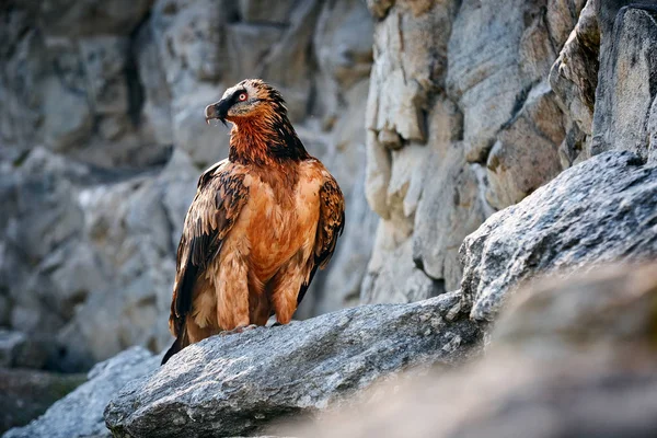 Avvoltoio barbuto adulto (gypaetus barbatus) o Lammergeier — Foto Stock