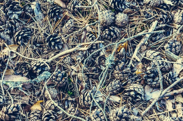Естественный фон из шишек, веток, хвойных иголок, сухих листьев Стоковое Фото