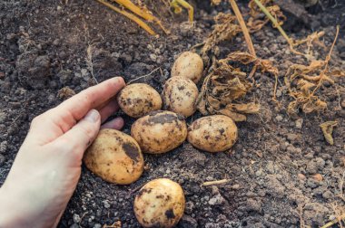 Kadın eliyle taze patatesleri tutarken