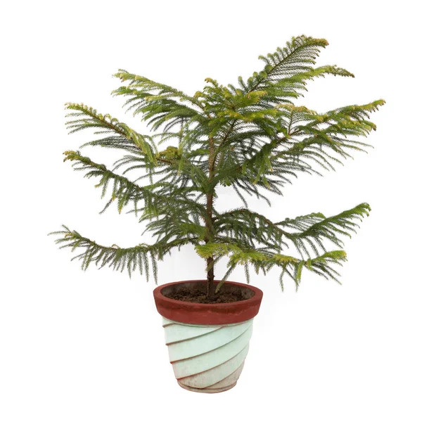 Norfolk Island Pine plant tree potted in flower pot isolated on 